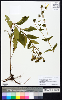Silphium asteriscus var. asteriscus image