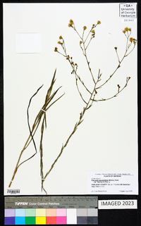 Pityopsis graminifolia image