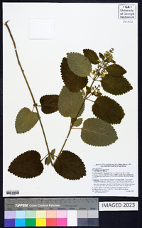 Scutellaria ocmulgee image