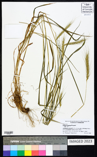 Elymus riparius image