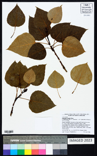 Populus × jackii image