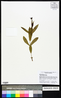 Verbena rigida image