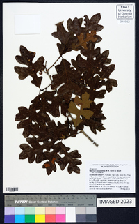 Quercus margarettae image