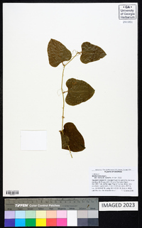 Smilax bona-nox image