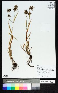 Fuirena squarrosa image