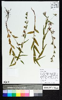 Ludwigia hirtella image