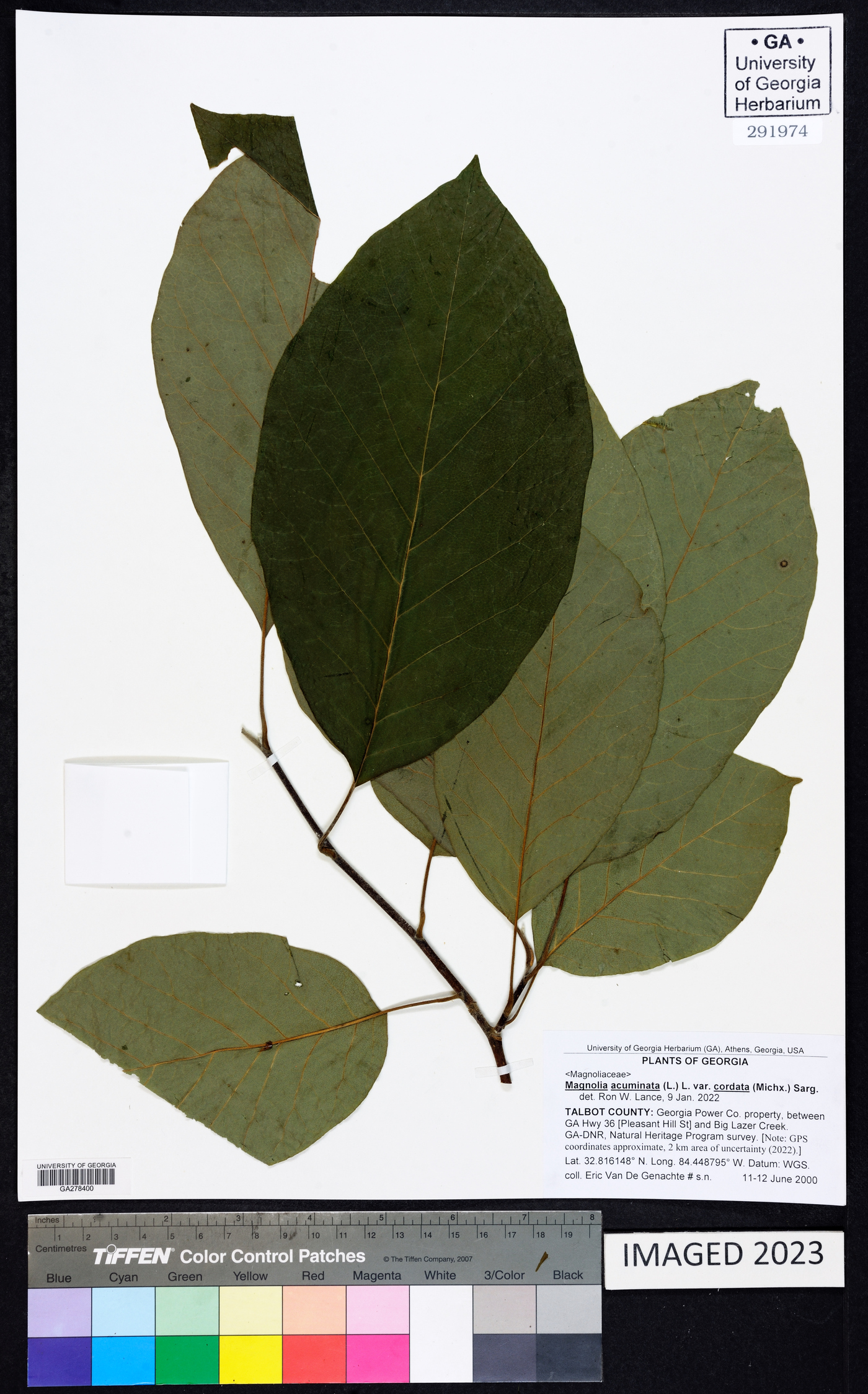 Magnolia acuminata var. cordata image