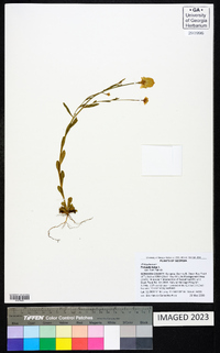Polygala lutea image