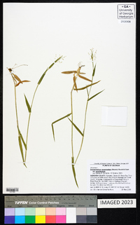 Dichanthelium acuminatum subsp. acuminatum image