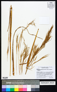 Andropogon glomeratus image