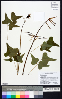 Erythrina herbacea image