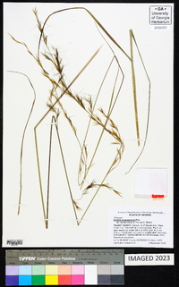 Aristida purpurascens image