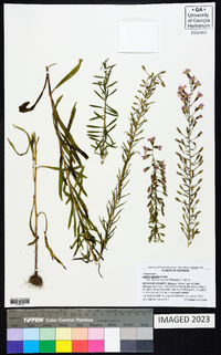 Liatris gracilis image