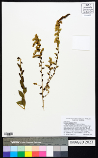 Solidago petiolaris image