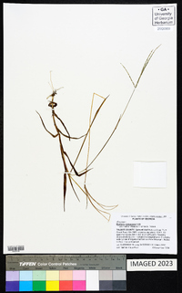 Digitaria violascens image