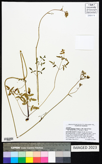 Angelica dentata image