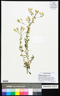 Sericocarpus tortifolius image