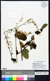 Desmodium floridanum image