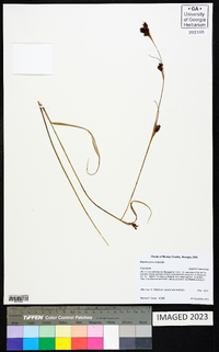 Rhynchospora caduca image