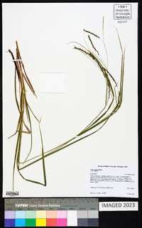 Carex debilis var. debilis image