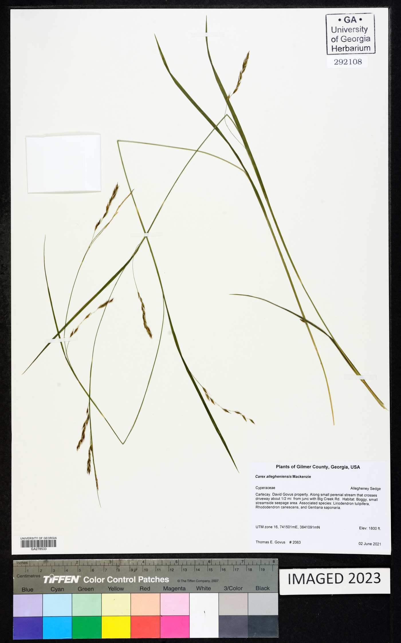 Carex allegheniensis image