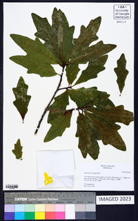 Quercus austrina image