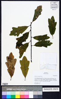 Quercus austrina image