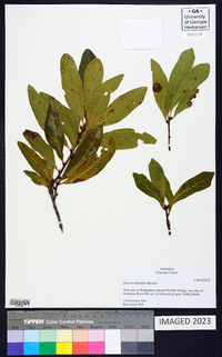 Quercus laurifolia image