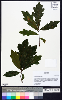 Quercus austrina image