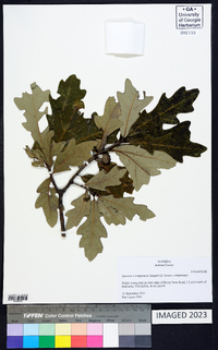 Quercus x comptoniae image