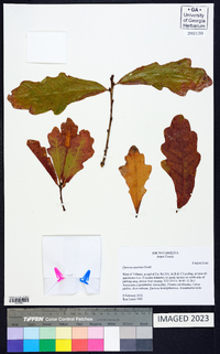 Quercus austrina image