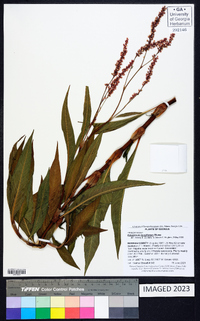 Polygonum densiflorum image