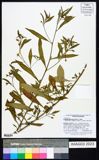 Ludwigia leptocarpa image