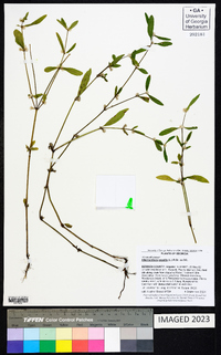 Alternanthera sessilis image