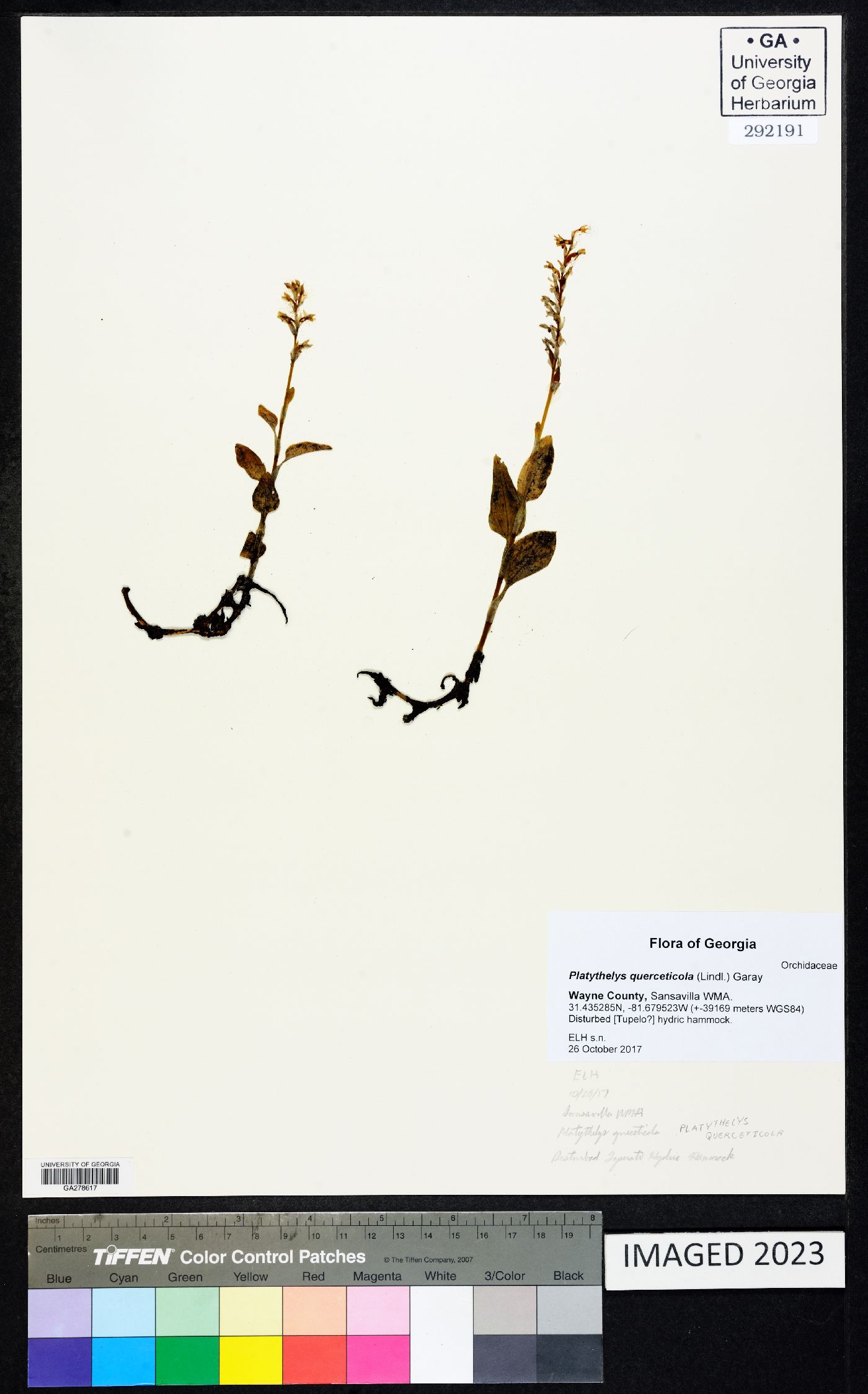 Platythelys querceticola image