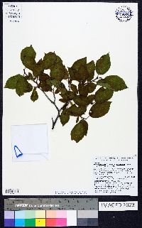 Prunus rivularis var. pubescens image