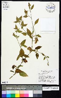 Solanum americanum image