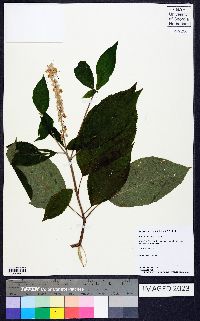 Clethra acuminata image