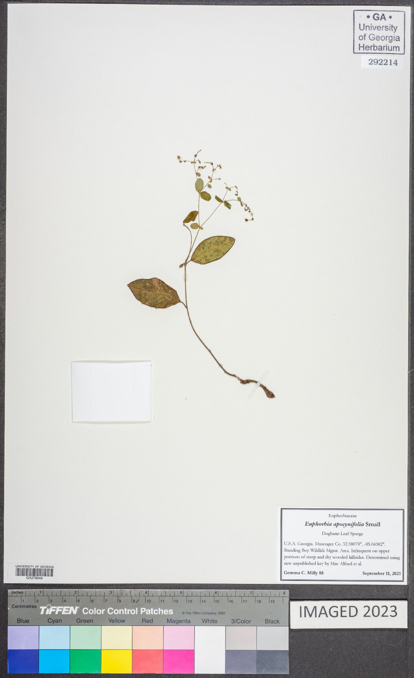Euphorbia apocynifolia image