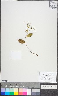 Euphorbia apocynifolia image