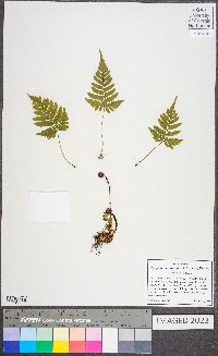 Dryopteris erythrosora image