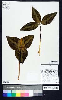 Trillium underwoodii image