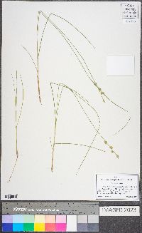 Carex radiata image