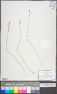 Carex communis var. amplisquama image