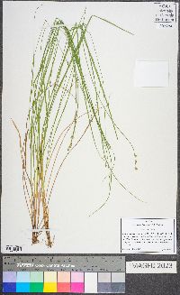 Carex atlantica subsp. capillacea image