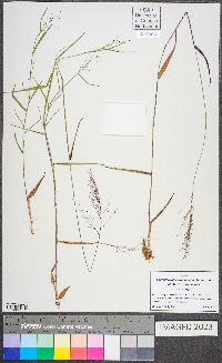 Dichanthelium dichotomum var. dichotomum image