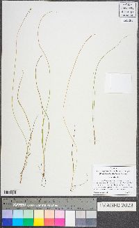 Carex leptalea var. harperi image