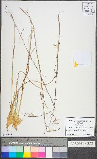 Andropogon virginicus var. virginicus image