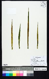 Yucca aloifolia image