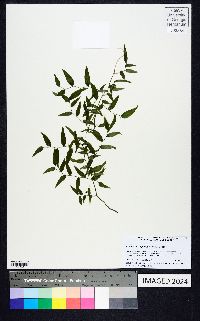 Asparagus asparagoides image